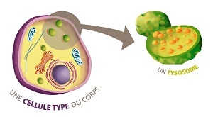 Cellule du corps et lysosome