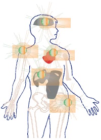 Organes touchés par les maladies génétiques rares lysosomales