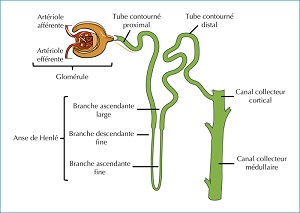 cystinose_vml_association-2.jpg