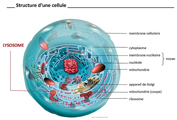 structure_cellule_legende_avec_lysosome_600px.jpg