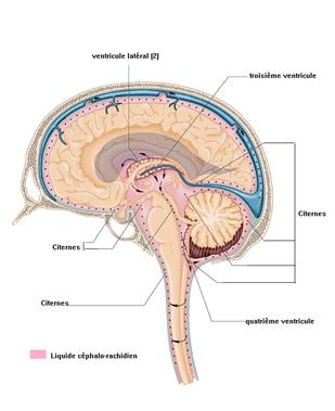 cerveau.jpg