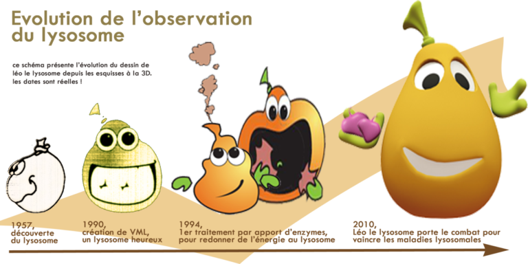shéma évolution du lysosome
